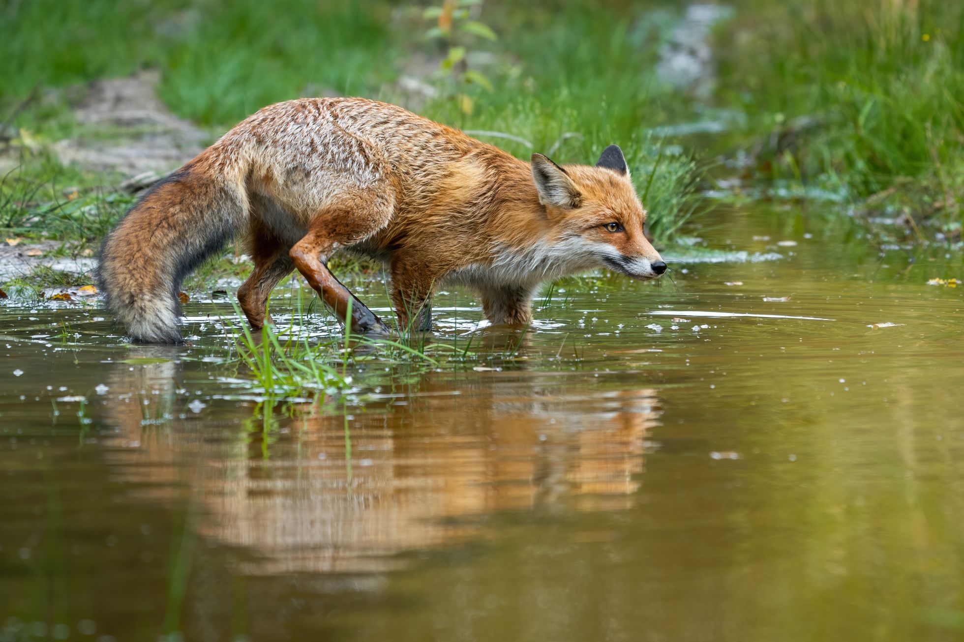 Passer det at ræven undgår vand? - Naturmagasinet