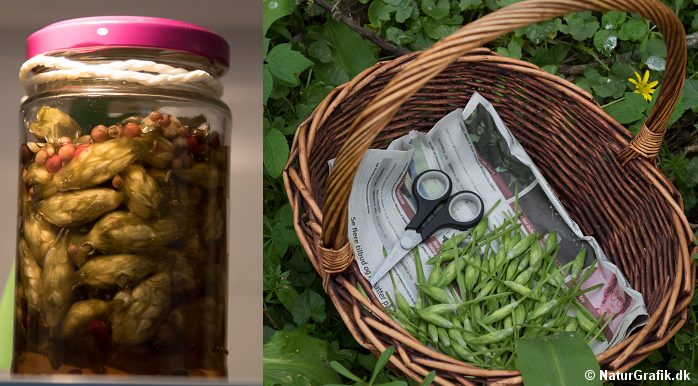 Syltede ramsløg-knopper