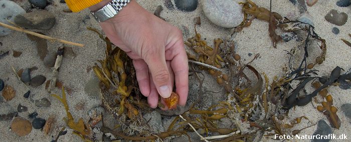 Sådan finder du rav