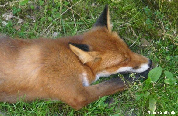 En epidemi af den smitsomme hvalpesyge, har flere steder i Jylland ramt rovdyrene hårdt. Ikke mindst mange ræve er døde af sygdommen.