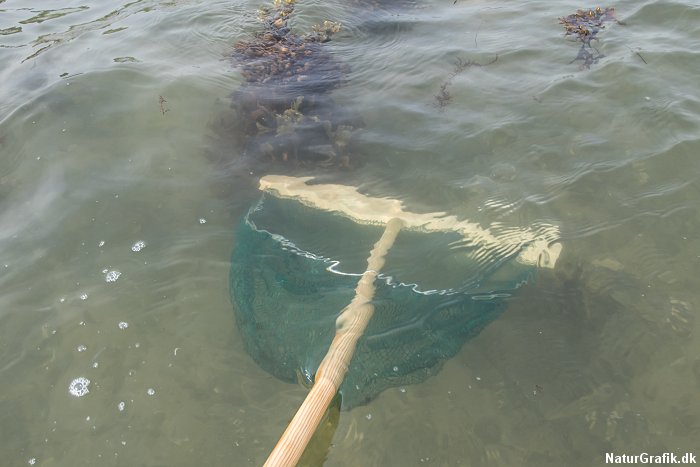 Fang rejer med en rejehov
