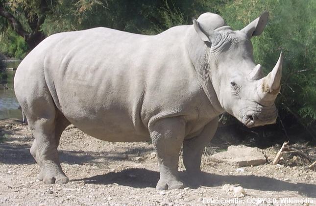 Et amerikansk firma vil producere kunstigt næsehornspulver. Foto: Coralie, CC-BY 3.0, Wikimedia.