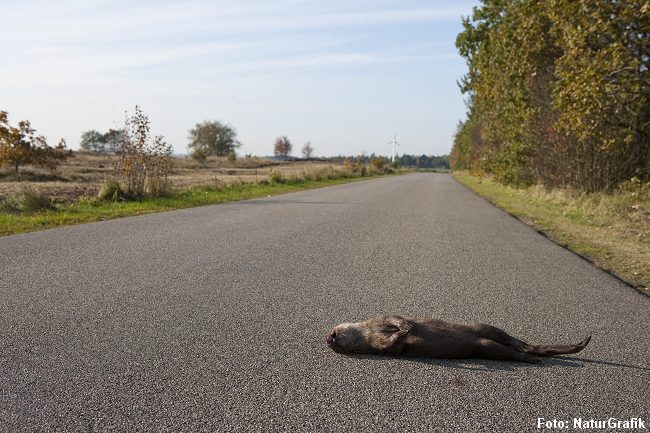 Hvert år dræbes mange oddere i trafikken. 