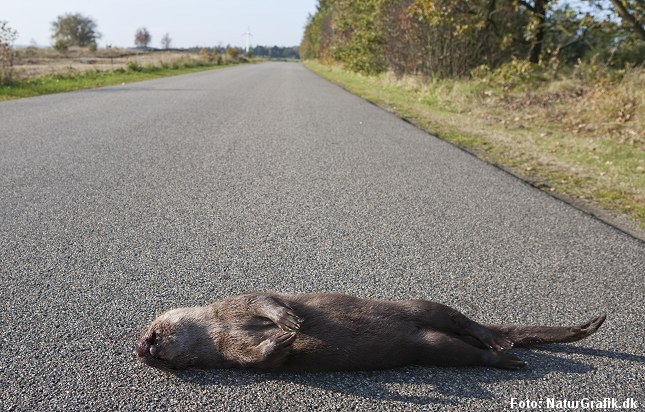 Trafikdræbt odder.