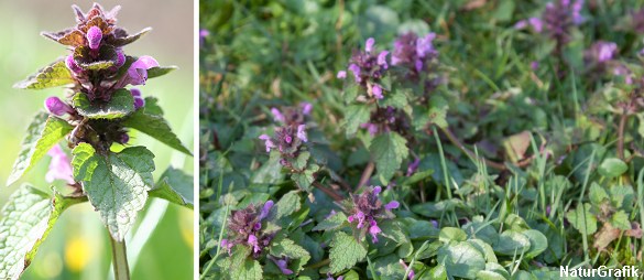 Set fra almindelig øjenhøjde ser Rød tvetand mere beskeden ud når man møder den i plæner, marker og vejkanter.