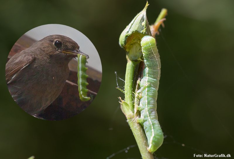Rødstjert med larve
