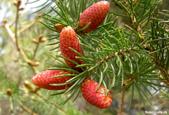 Hun-blomsterne er oprette, men når de er bestøvet bøjer de sig ned og udvikler sig til de velkendte, hængende grankogler.