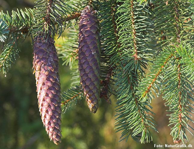 Kogler af rødgran. Rødgran-koglerne er en vigtig fødekilde for bl.a. egern.