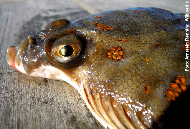 Rødspættens røde pletter er ikke et specifikt kendetegn som mange tror. Skrubber kan også have røde pletter. Her en rødspætte. Foto: Arnstein Rønning.