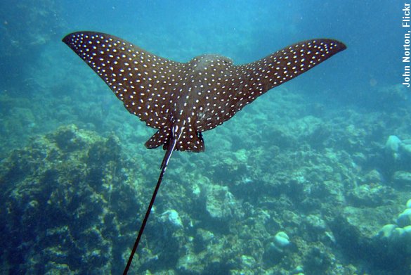 Plettet ørnerokke glider gennem vandet. Hver fjerde haj- og rokkeart er i fare for at uddø. Foto: John Norton, Flickr.