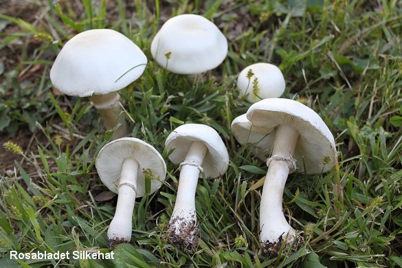 Rosabladet silkehat kan minde lidt om champignon, men har hvide lameller på undersiden. Ældre eksemplarer kan antage en lidt rosa eller grårosa farve. Foto: Stephen Russel, Wikimedia.