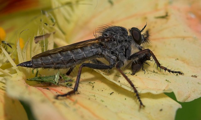 Rovfluer er som navnet angiver rovinsekter, der fanger andre insekter, herunder fluer - og udsuger dem med deres spidse snabel.