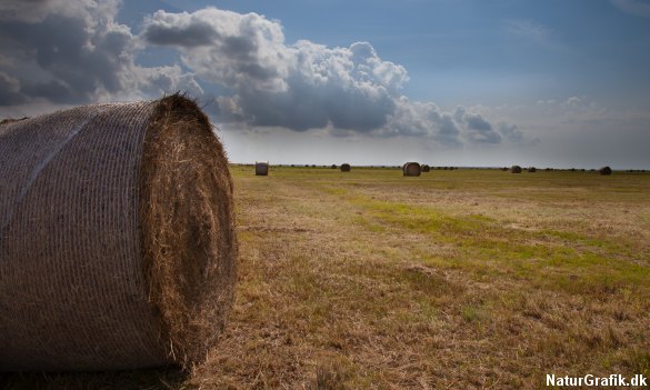 Biomasse i form af hø, presset i rundballer.