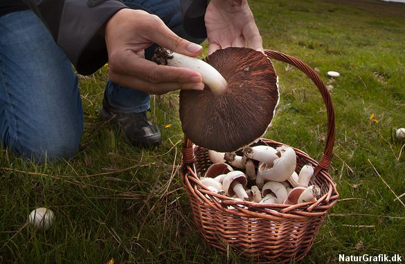 Mark-champignonen har tydeligt farvede lameller. De unge eksemplarer har smukt rosafarvede lameller, der senere bliver chokoladebrune - og næsten brunsorte hos ældre eksemplarer.