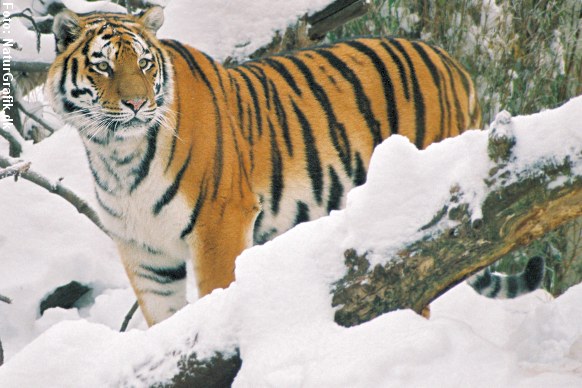 Amurtiger