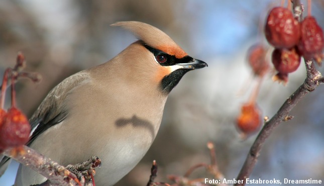 Silkehalen kommer fra øde områder i det nordlige Skandinavien og Sibirien. Foto: Amber Estabrooks.