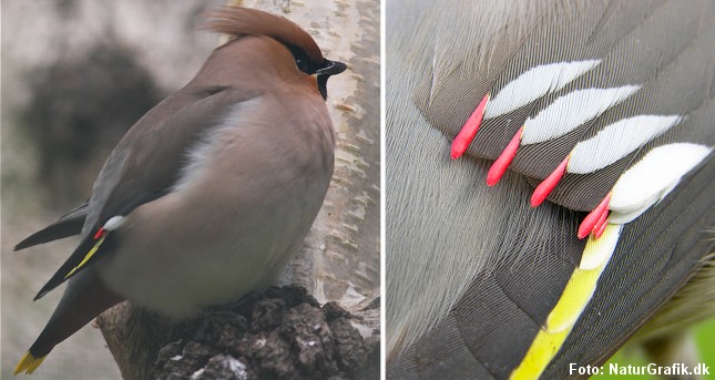 Silkehalen har røde, vokslignende spidser på vingefjerene.