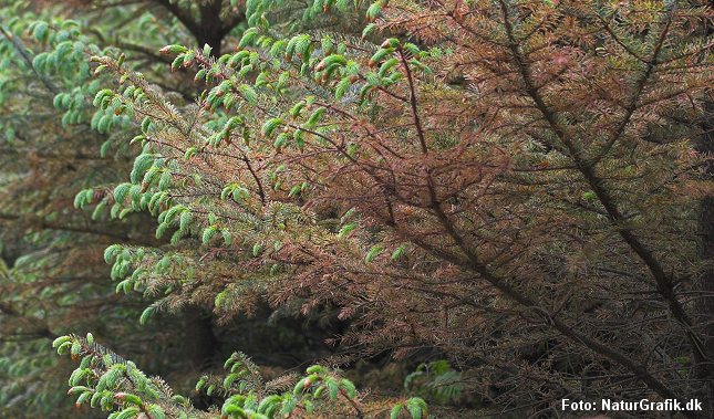 Sitkalus giver brune nåle. Bemærk at de nye skud ikke angribes. 
