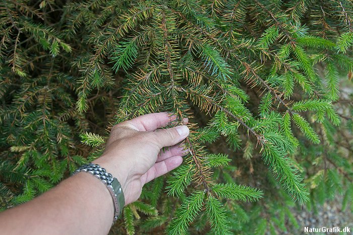 gran angrebet af bladlus