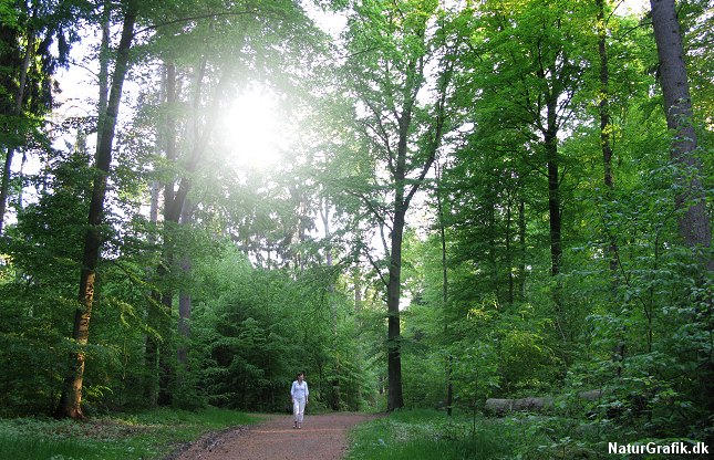 Dansk bøgeskov. Foto: NaturGrafik.dk