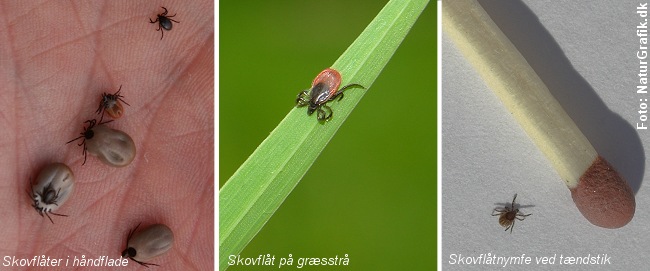 Skovflåter kan overføre alvorlige sygdomme.