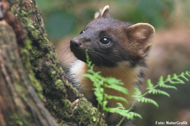 Skovmår. Foto: Niels Lisborg/NaturGrafik.