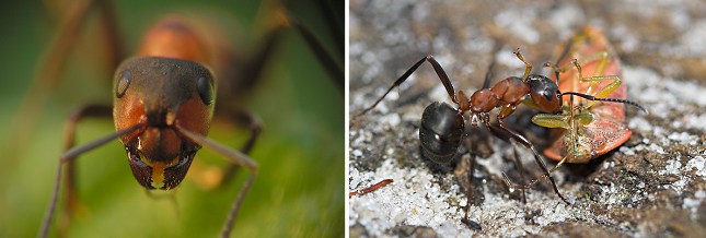 Skovmyrer er rovinsekter, der konstant er på jagt efter bytte, der kan bringes til myretuen. Til højre har en myre angrebet en bladtæge.