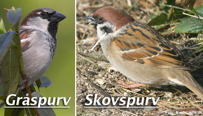Gråspurv vs skovspurv