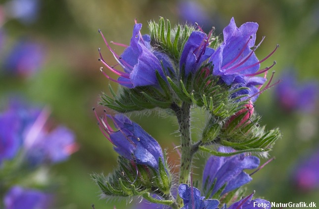 Planten slangehoved vokser i det danske sommerland på tørre vejrabatter og overdrev.