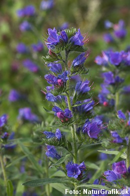 Slangehoved har i Europa været brugt som en folkemedicin i århundreder.