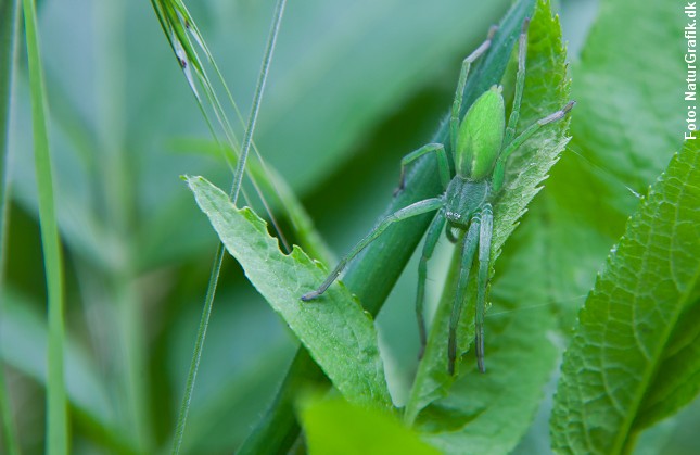Også den grønne smaragdedderkop (Micrommata virescens) forstår at gemme sig. Edderkoppens grønne farve falder godt sammen med vegetationen og gør den svær at få øje på.