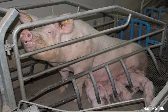 Soja er populært som svinefoder. Store regnskovsarealer ryddes i Sydamerika for at etablere sojamarker til svinefoder.