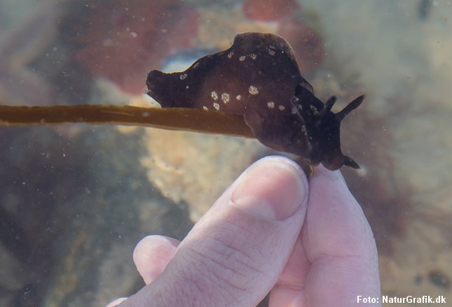 Søharen ved en finger.