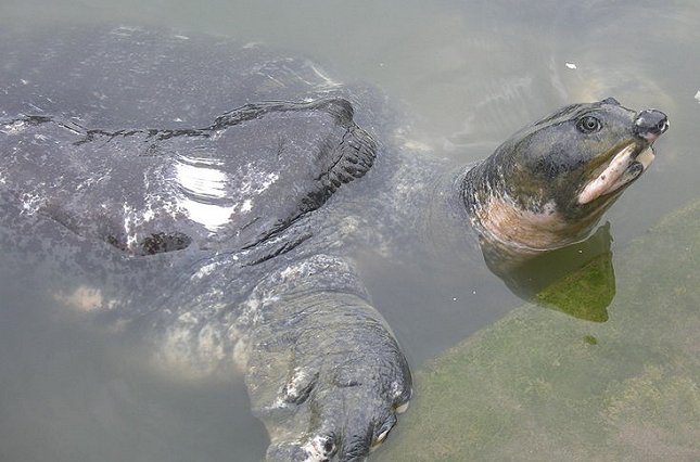 Denne indiske ferskvands-skildpadde (Nilssonia nigricans) er blevet erklæret for uddød i naturen.  Foto: Rohan Uddin Fahad, Wikimedia. 