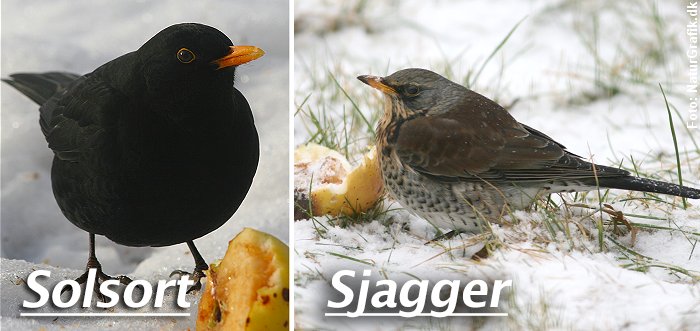 solsort og sjaggere elsker æbler