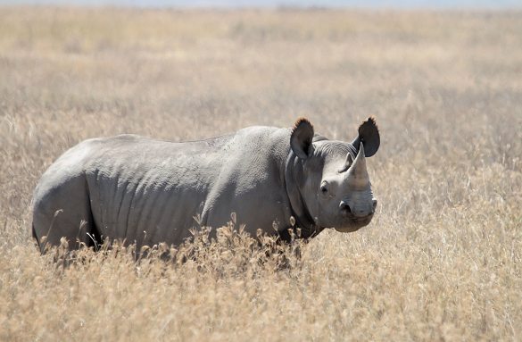 Sort næsehorn er trods navnet gråt. Arten er i dag helt forsvundet fra Vestafrika. Foto: Yoky, Wikipedia Commons.