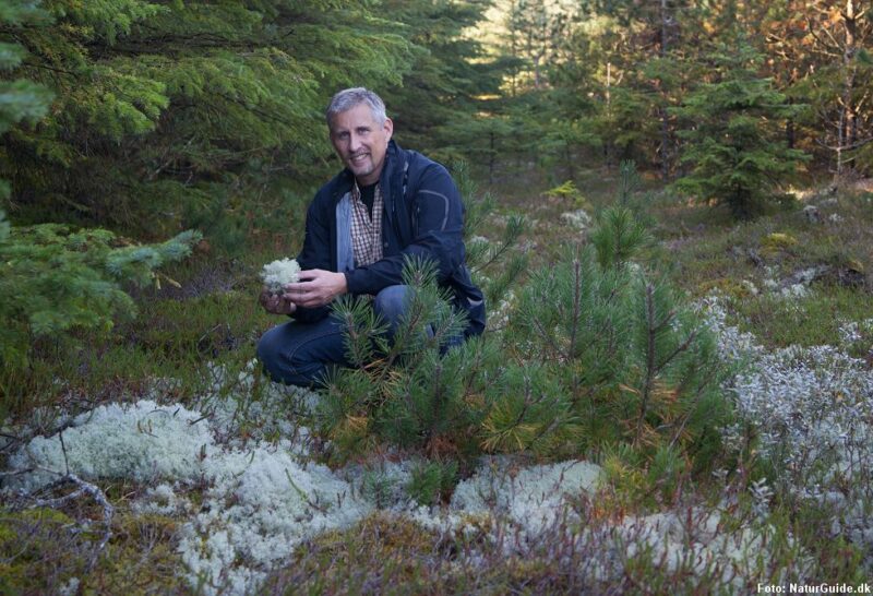 Rensdyrlav - kan det spises?