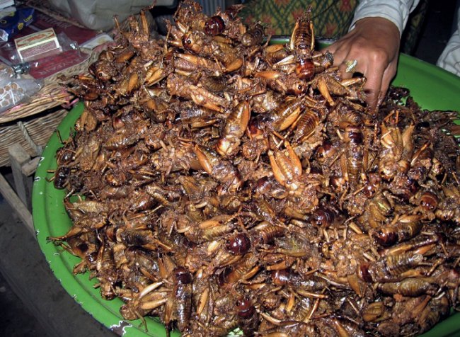 Foto fra hæftet "Spiselige insekter". Foto: 
