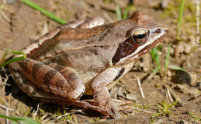 Springfrøen (Rana dalmatina) hører til de brune frøer. Den er en af årets tidligste padder- Foto: Bernard Dupont/Wikimeda. 