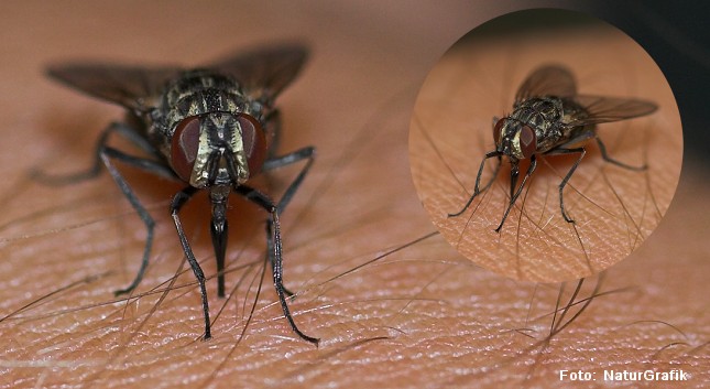 Stikfluen (Stomoxys calcitrans) ligner den almindelige stue-flue, men har en hård snabel hvormed den kan suge blod på dyr og mennesker.