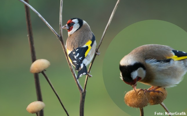 Stillitsen er pga. sine smukke fjerdragt populær som burfugl mange steder i Sydeuropa. Foto: Niels Lisborg/NaturGrafik.