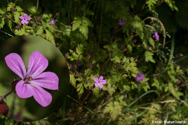 stinkende_storkenaeb