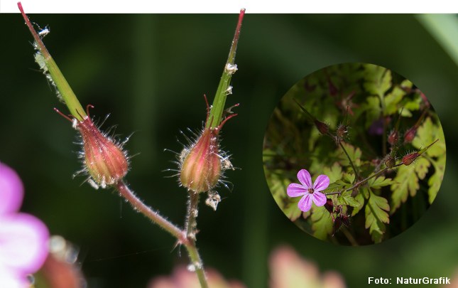Storkenæb-familien har fået navn efter "næbbet" på frøkapslen.