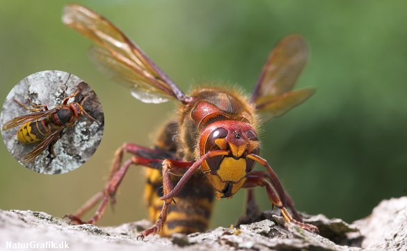 Stor gedehams er Danmarks og Europas største gedehams. Dens stik er kraftigt! Foto: Niels Lisborg/NaturGrafik.