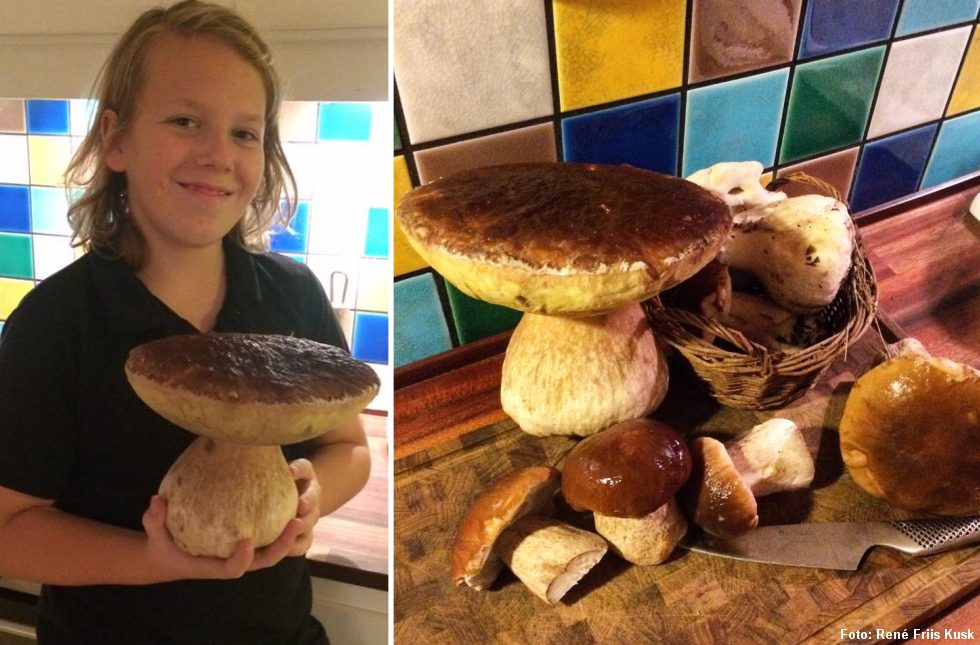 En prægtig Karl Johan-svamp på ikke mindre end 1350 gram fundet i november. Er det Danmarks tungeste Karl Johan-rørhat? Foto: René Friis Kusk.