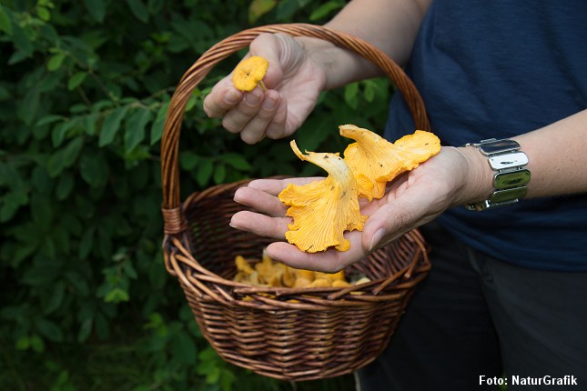 De fleste kantareller er ganske små, men af og til findes ganske store eksemplarer.