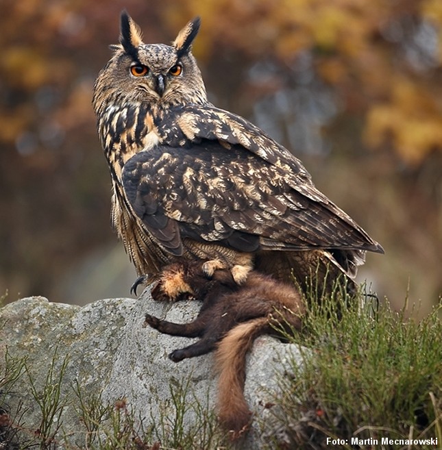 Den store hornugle er en af skovmårens få, naturlige fjender. Foto: Martin Mecnarowski, photomecan.eu. CC, Wikipedia.