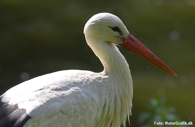 Hvid stork