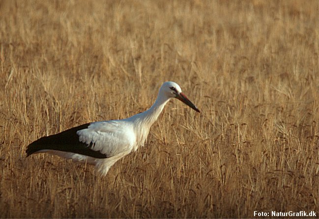 Ung stork i en kornmark. Syd for grænsen er landbruget mere ekstensivt og giver bedre vilkår for storkene, ifølge storkeekspert Hans Skov.