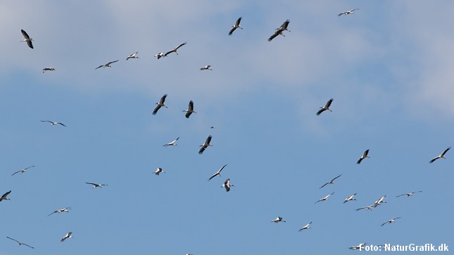 Storke på træk på vej mod Europa.
